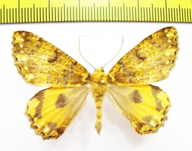 Geometridae sp.  Nepal - INSECTS-STORE.RU