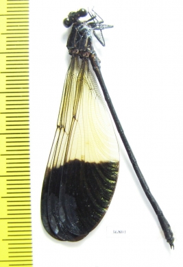 Odonata sp.  Ecuador - INSECTS-STORE.RU