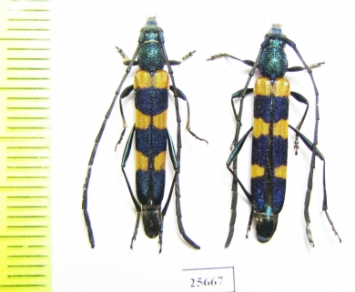 Cerambycidae sp.  South Africa Rep. - INSECTS-STORE.RU