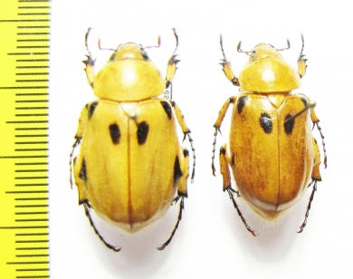Cyclocephala sp.  Peru - INSECTS-STORE.RU
