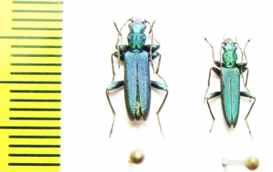 Chrysanthia varipes planiceps  Abkhazia - INSECTS-STORE.RU