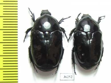 Diplognatha gagates ssp. - INSECTS-STORE.RU