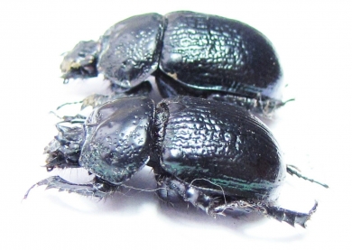 Odontotrypes taurus  China - INSECTS-STORE.RU