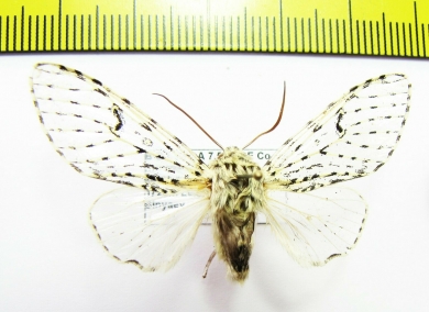 Erebidae sp.  Bolivia - INSECTS-STORE.RU