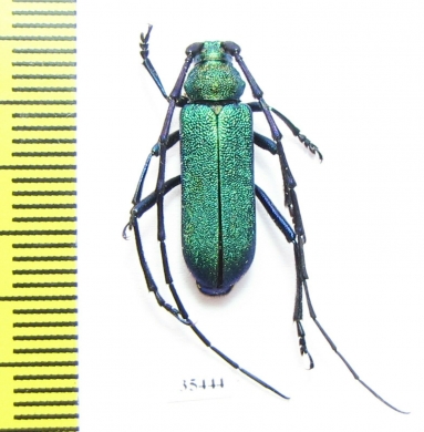Cerambycidae sp.  Mexico - INSECTS-STORE.RU