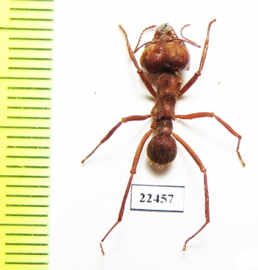 Formicidae sp.  Peru - INSECTS-STORE.RU