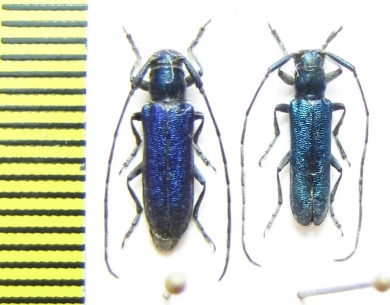 Agapanthia violacea, pair  Russia, Krasnodar reg. - INSECTS-STORE.RU