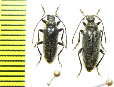 Cortodera pumila, pair  Armenia - INSECTS-STORE.RU