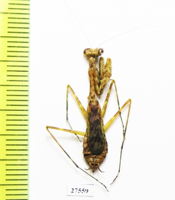Mantodea sp.  Madagascar - INSECTS-STORE.RU