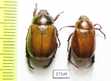 Rutelinae sp.  South Africa Rep. - INSECTS-STORE.RU