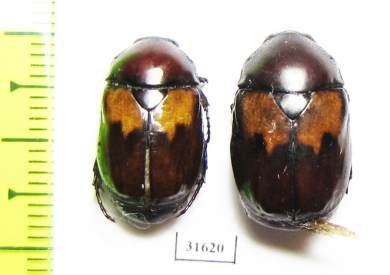 Parastasia sp.  Indonesia, Timor isl. - INSECTS-STORE.RU