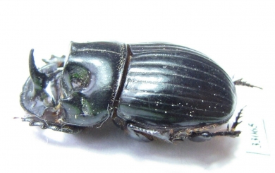 Copris magicus  Nepal - INSECTS-STORE.RU