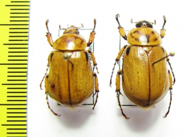 Cyclocephala sp.  Peru - INSECTS-STORE.RU