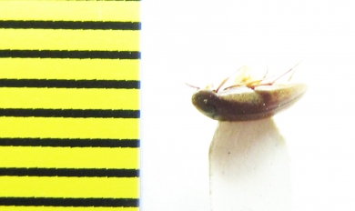 Orchesia arnoldii  Russia, Far East - INSECTS-STORE.RU