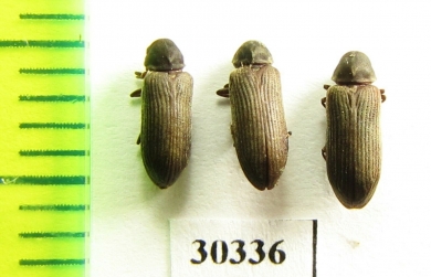 Hemicoelus sp.  Russia, Tver reg. - INSECTS-STORE.RU