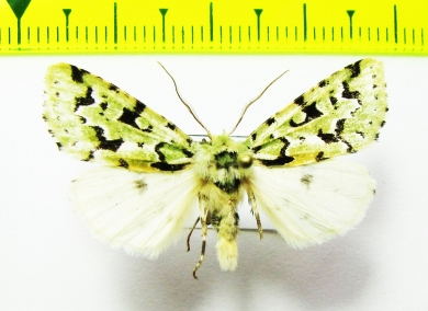 Noctuidae sp.  Bhutan - INSECTS-STORE.RU