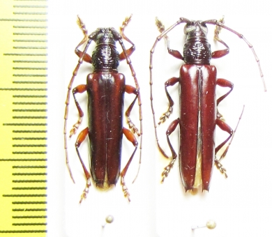 Cerambycidae sp.  Peru - INSECTS-STORE.RU