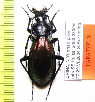 Carabus (Apotomopterus) yunanensis huizeanus  China  PARATYPUS - INSECTS-STORE.RU