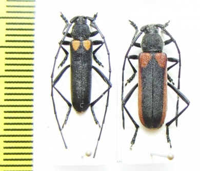 Anoplistes halodendri minutus, pair  Russia, Burjatia reg. - INSECTS-STORE.RU