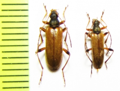 Cortodera pumila, pair  Russia, Krasnodar reg. - INSECTS-STORE.RU