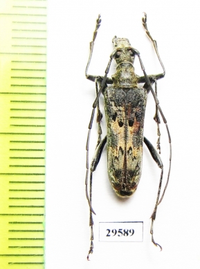 Oxymirus mirabilis, male  Russia, Krasnodar reg. - INSECTS-STORE.RU