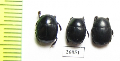 Histeridae sp.  South Africa Rep. - INSECTS-STORE.RU