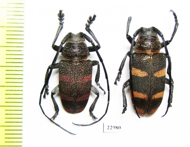 Cerambycidae sp., pair  South Africa Rep. - INSECTS-STORE.RU