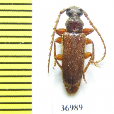 Cerambycidae sp.  South Africa Rep. - INSECTS-STORE.RU