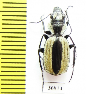 Graphipterus sp.  Zambia - INSECTS-STORE.RU