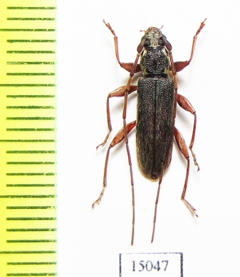 Allotraeus sp.  Indonesia, Tanimbar isl. - INSECTS-STORE.RU