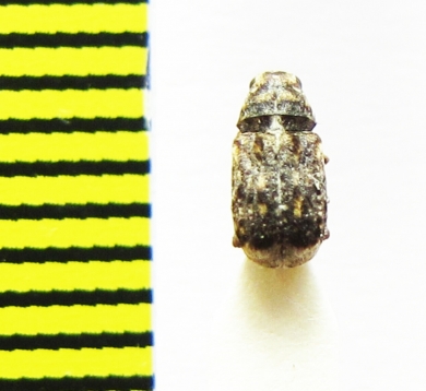 Dissoleucas neveirostris  Belorussia - INSECTS-STORE.RU