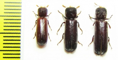 Bostrichidae sp.  Malawi - INSECTS-STORE.RU