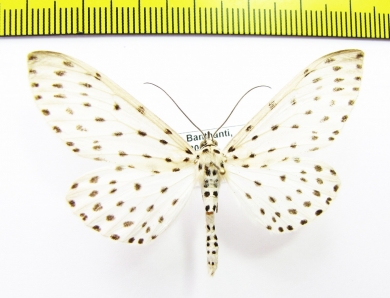 Geometridae sp.  Nepal - INSECTS-STORE.RU