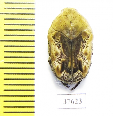Cetoniinae sp.  Ecuador - INSECTS-STORE.RU