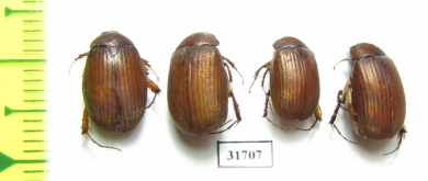 Melolonthinae sp.  Nepal - INSECTS-STORE.RU