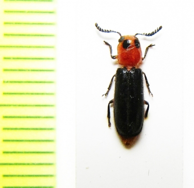 Cleridae sp. Laos - INSECTS-STORE.RU