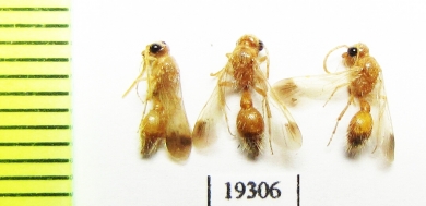 Mutillidae sp.  Iran, Hormozgan prov. - INSECTS-STORE.RU
