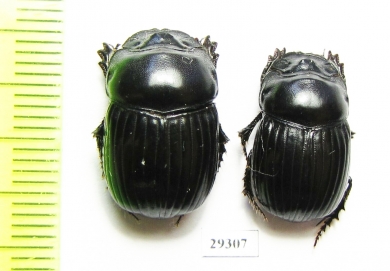 Copris obenbergeri  China, Sichuan prov. - INSECTS-STORE.RU