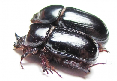 Xyloryctes ? lobicollis, pair  Panama - INSECTS-STORE.RU