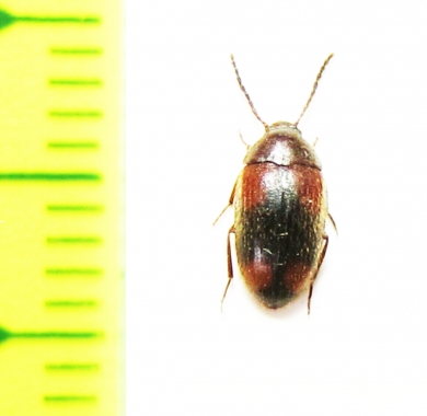 Tenebrionidae sp.  Malaysia - INSECTS-STORE.RU