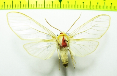 Erebidae sp.  Bolivia - INSECTS-STORE.RU