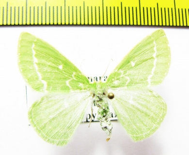 Thetidia smaragdaria  Russia, Ryazan reg. - INSECTS-STORE.RU
