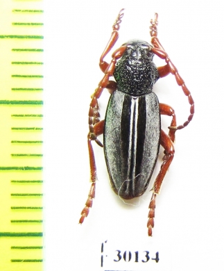 Dorcadion bistriatum  Armenia - INSECTS-STORE.RU
