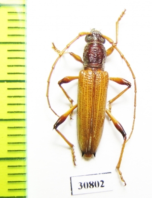 Cerambycidae sp.  Argentina - INSECTS-STORE.RU