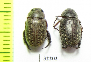 Rutelinae sp.  South Africa Rep. - INSECTS-STORE.RU