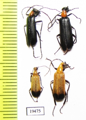 Meloidae sp.  Namibia - INSECTS-STORE.RU