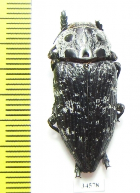 Capnodis cariosa  Russia, Krasnodar reg. - INSECTS-STORE.RU