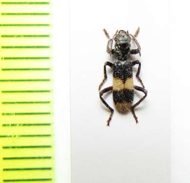 Cleridae sp.  Australia - INSECTS-STORE.RU