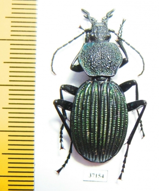 Tefflus viridanus  Tanzania - INSECTS-STORE.RU