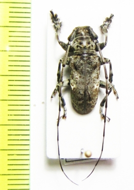 Lasiopezus variegator  Cameroon - INSECTS-STORE.RU